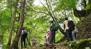 How Forest Walks Heal the Body and Mind