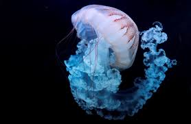 Why Scientists Are Studying Eternal Jellyfish