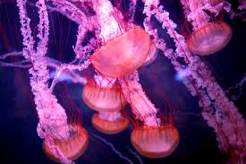 Why Scientists Are Studying Eternal Jellyfish