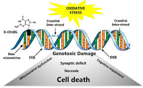 How Chronic Stress Damages Your DNA